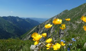 Bergsommer
